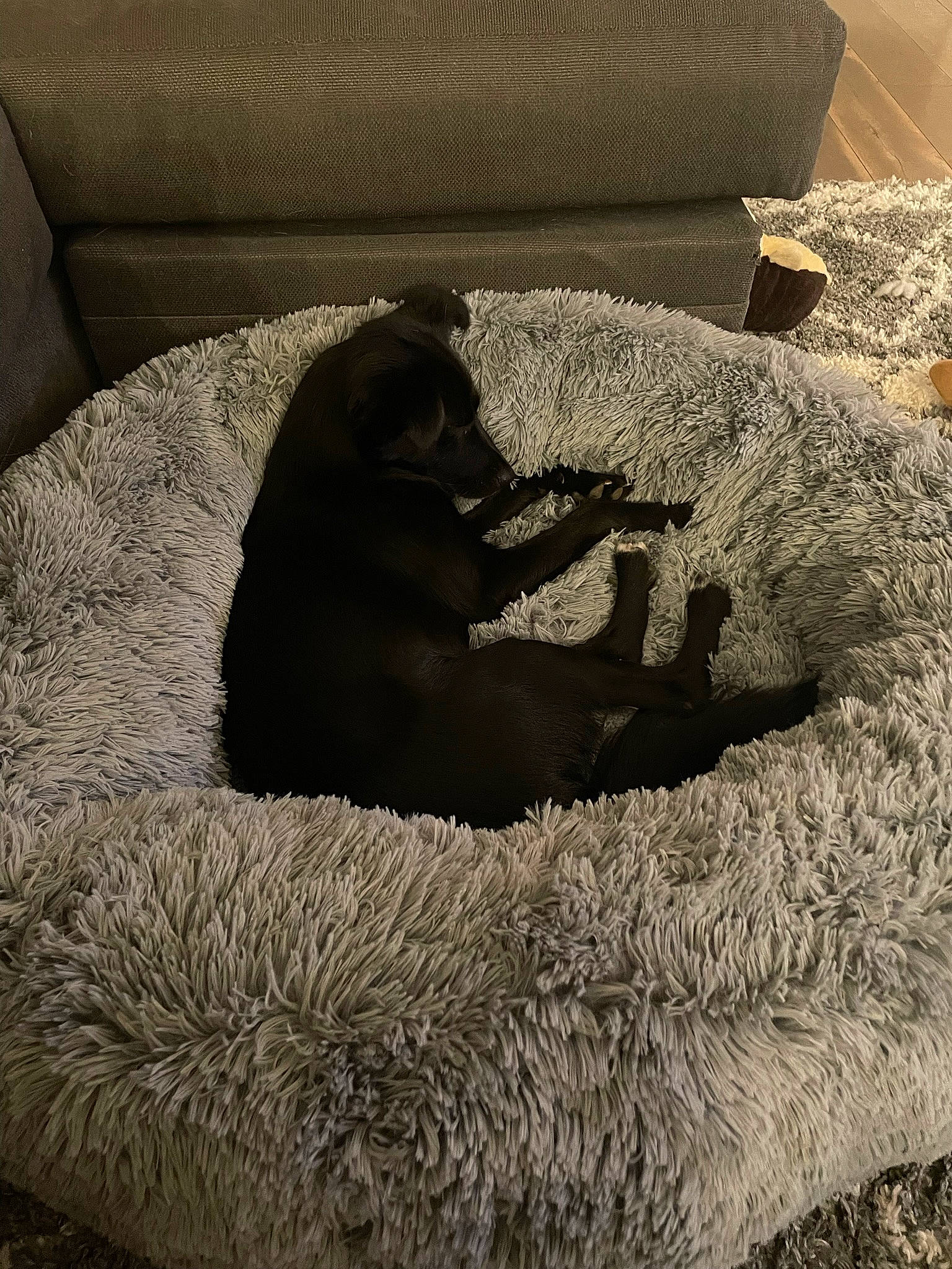 Izzy joined the competition — help win amazing prizes! canidae, carnivore, carpet, comfort, companion_dog, dog, dog_breed, felidae, flooring, fur, grey, linens, room, shadow, small_to_medium_sized_cats, sporting_group, tail, tints_and_shades, wood, working_animal