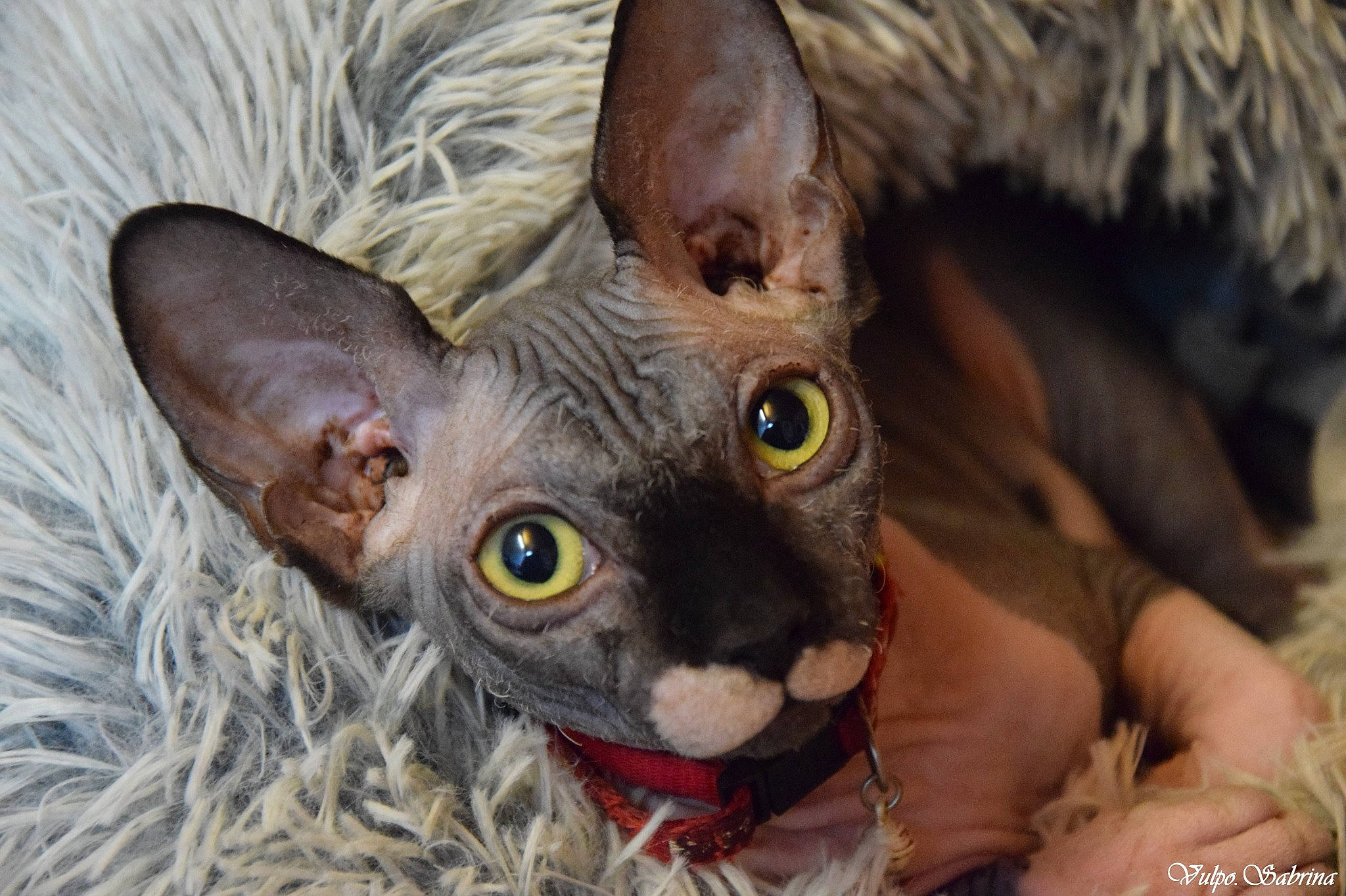 Rona participe au concours pour gagner de l'argent avec cette photo : carnivore, cat, cornish_rex, devon_rex, donskoy, eye, felidae, german_rex, kitten, mammal, organism, oriental_shorthair, peterbald, rex_cat, small_to_medium_sized_cats, snout, sphynx, ukrainian_levkoy, vertebrate, whiskers