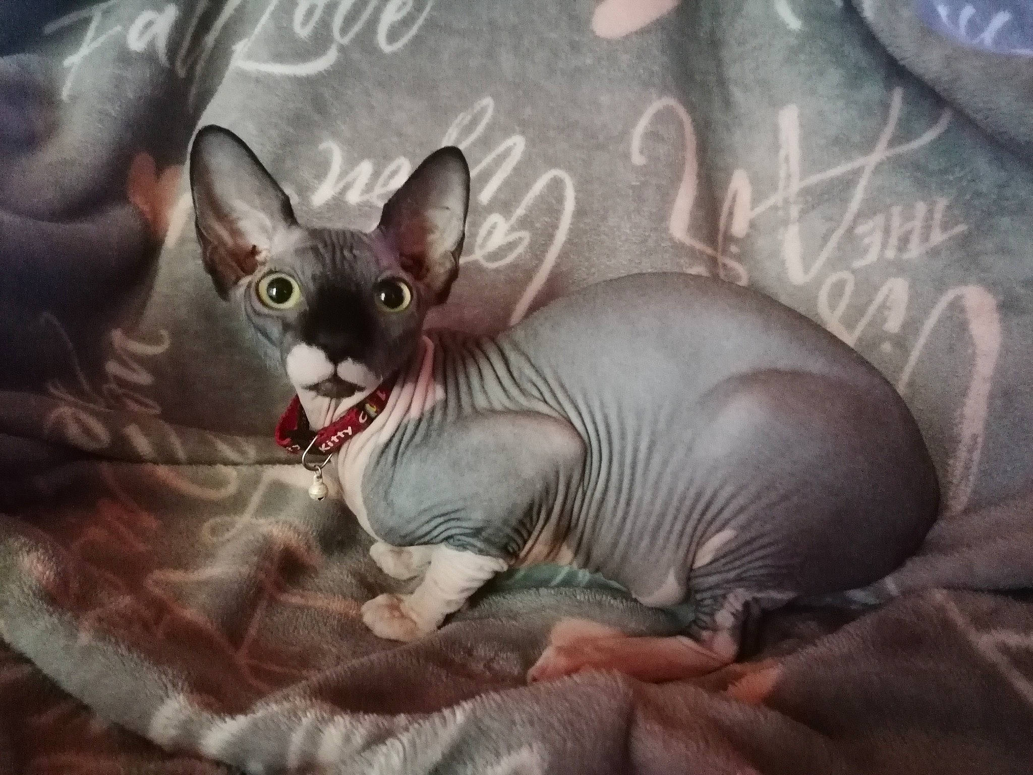 Rona participe au concours pour gagner de l'argent avec cette photo : carnivore, cat, cornish_rex, devon_rex, donskoy, felidae, kitten, mammal, peterbald, rex_cat, small_to_medium_sized_cats, snout, sphynx, ukrainian_levkoy, vertebrate, whiskers