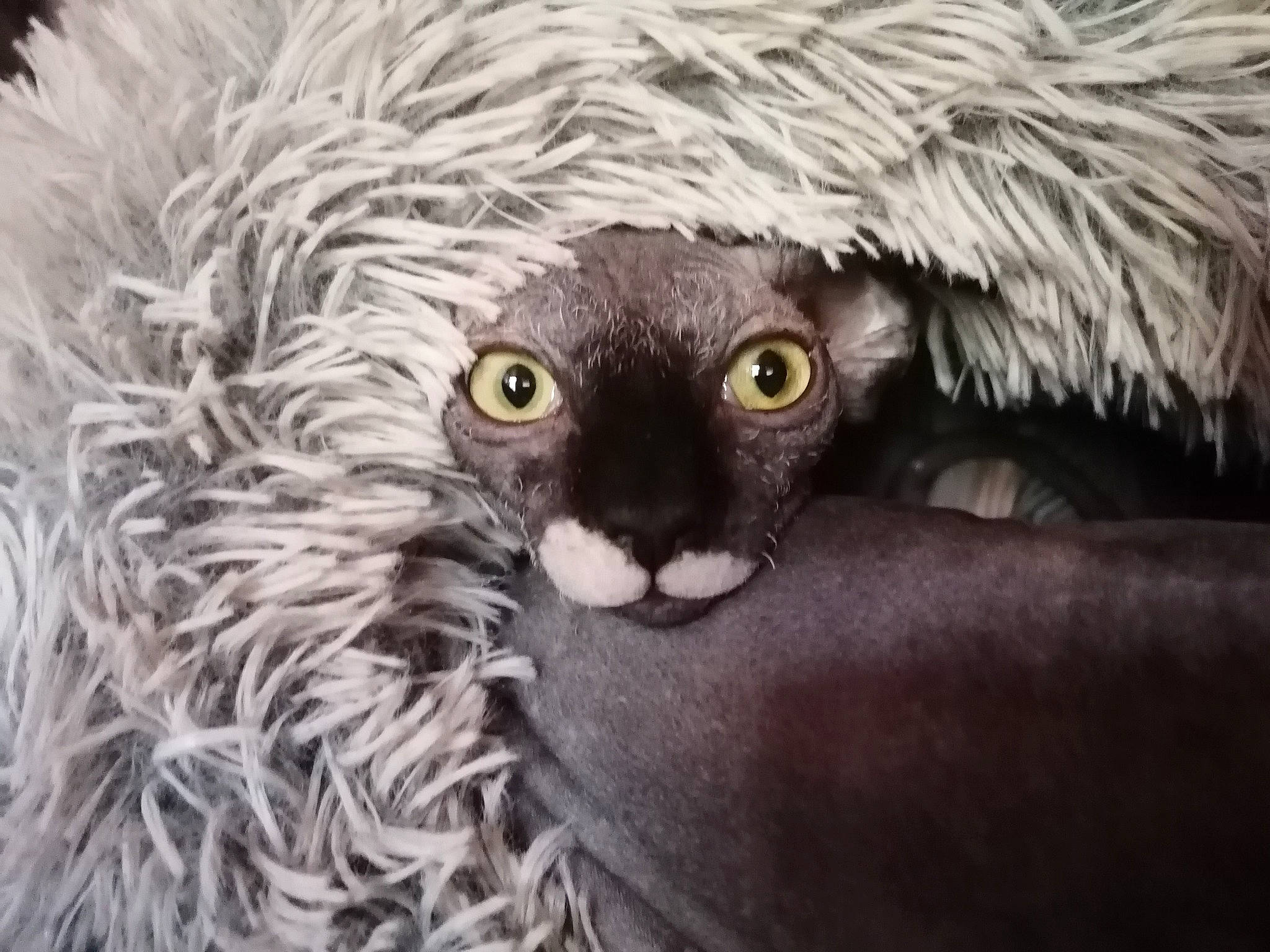 Rona a rejoint le concours — aidez-le/la à gagner de superbes lots ! carnivore, cat, eye, felidae, fur, small_to_medium_sized_cats, snout, whiskers, wildlife