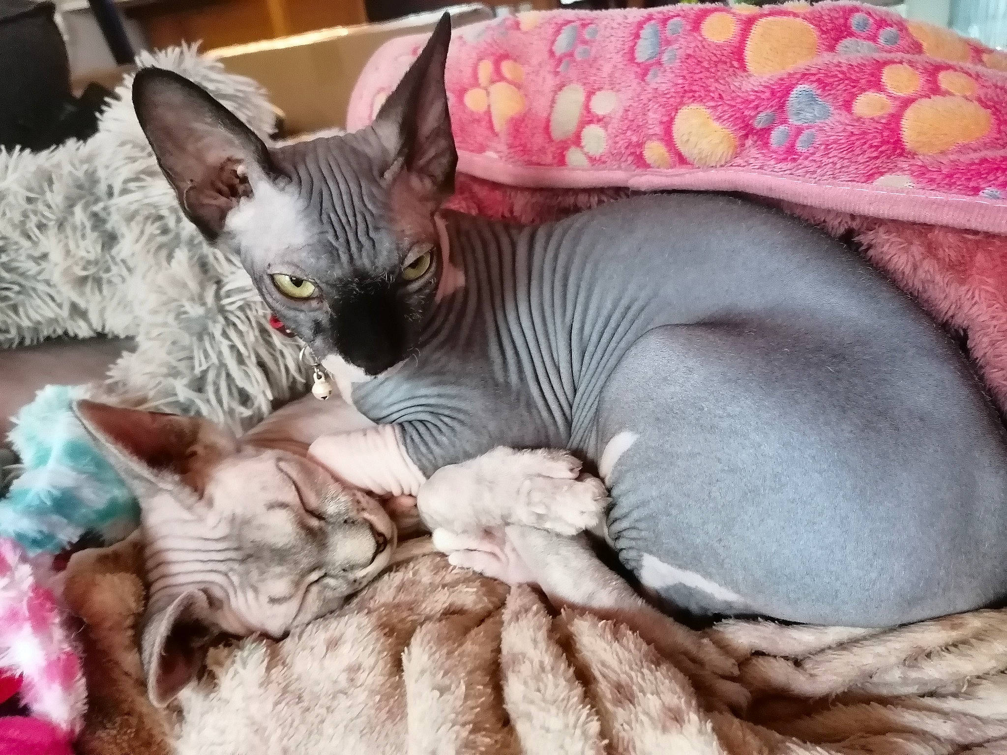 Rona a rejoint le concours — aidez-le/la à gagner de superbes lots ! asian, carnivore, cat, cornish_rex, devon_rex, donskoy, felidae, kitten, mammal, nap, oriental_shorthair, peterbald, rex_cat, small_to_medium_sized_cats, sphynx, ukrainian_levkoy, vertebrate, whiskers