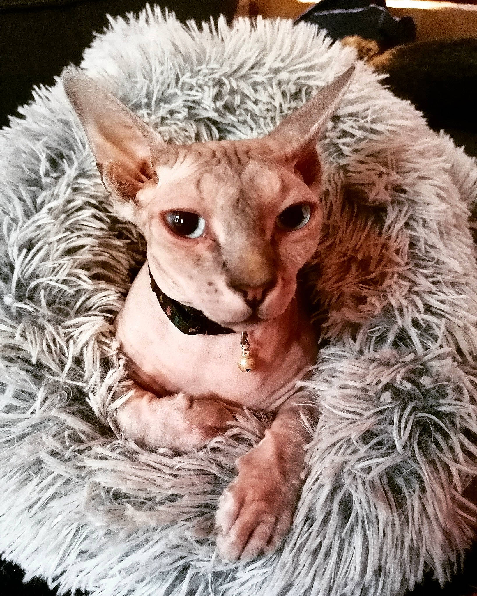 Princesse Nala participe au concours pour gagner de l'argent avec cette photo : cat, cornish_rex, devon_rex, felidae, fur, rex_cat, sheep, snout, sphynx, whiskers, wildlife