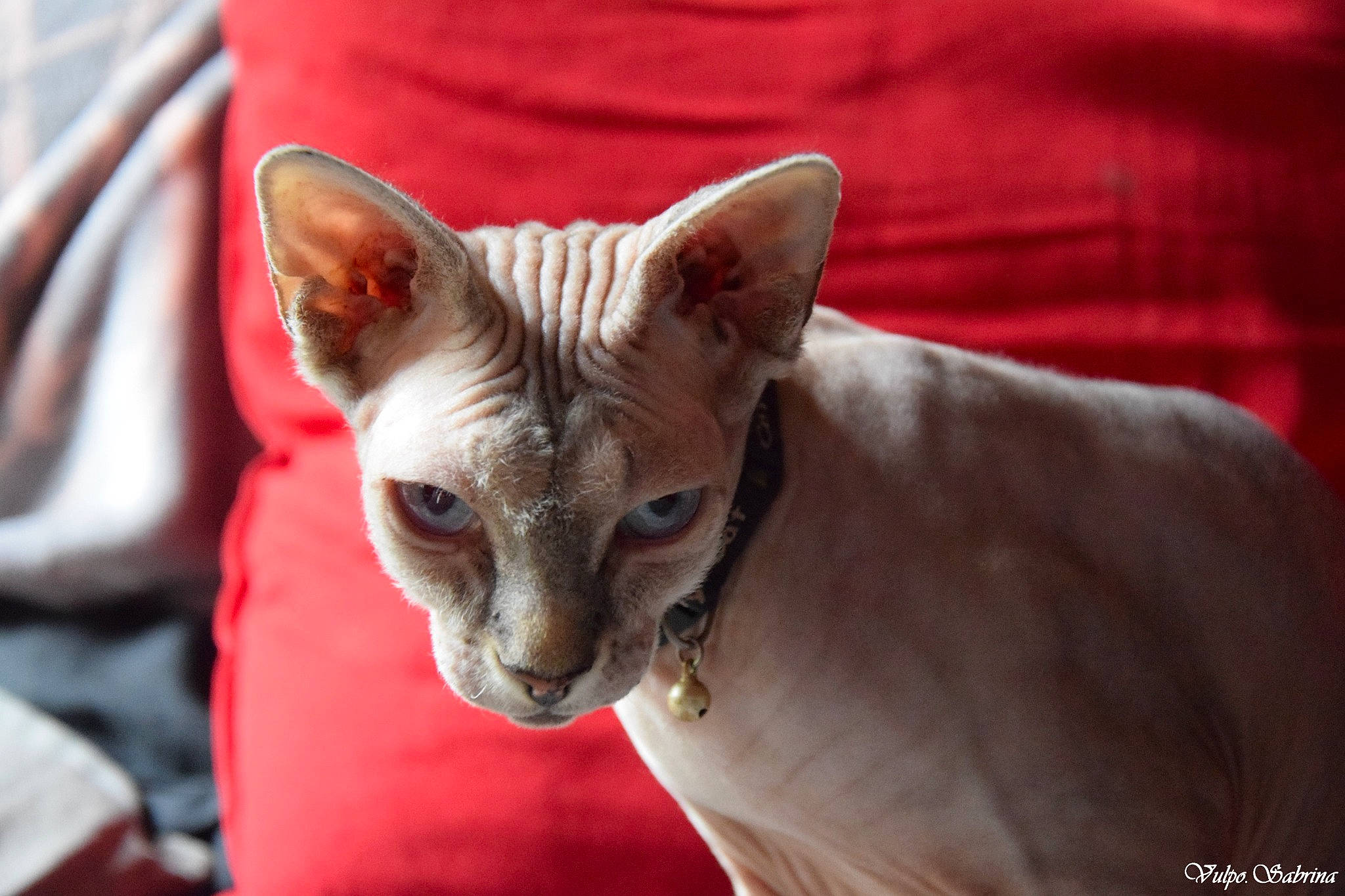 Princesse Nala a rejoint le concours — aidez-le/la à gagner de superbes lots ! carnivore, cat, cornish_rex, devon_rex, donskoy, felidae, kitten, mammal, oriental_longhair, oriental_shorthair, peterbald, rex_cat, small_to_medium_sized_cats, sphynx, ukrainian_levkoy, vertebrate, whiskers