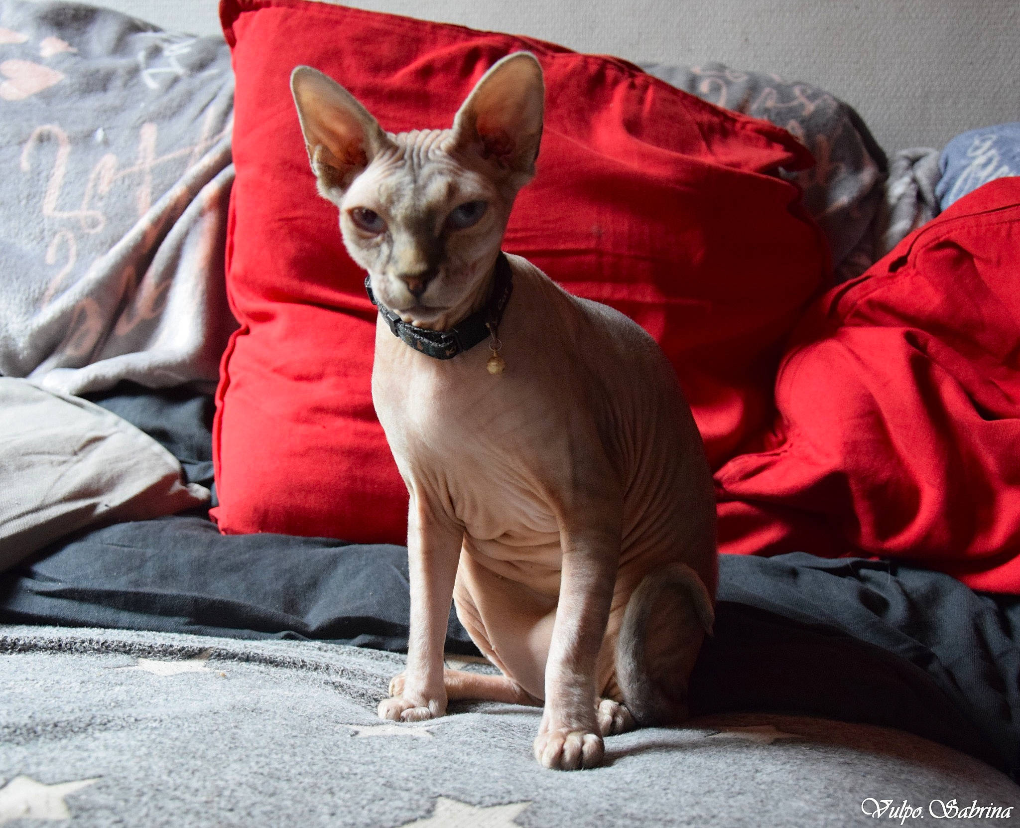 Princesse Nala a rejoint le concours — aidez-le/la à gagner de superbes lots ! carnivore, cat, cornish_rex, donskoy, fawn, felidae, kitten, mammal, oriental_shorthair, peterbald, small_to_medium_sized_cats, sphynx, ukrainian_levkoy, vertebrate, whiskers
