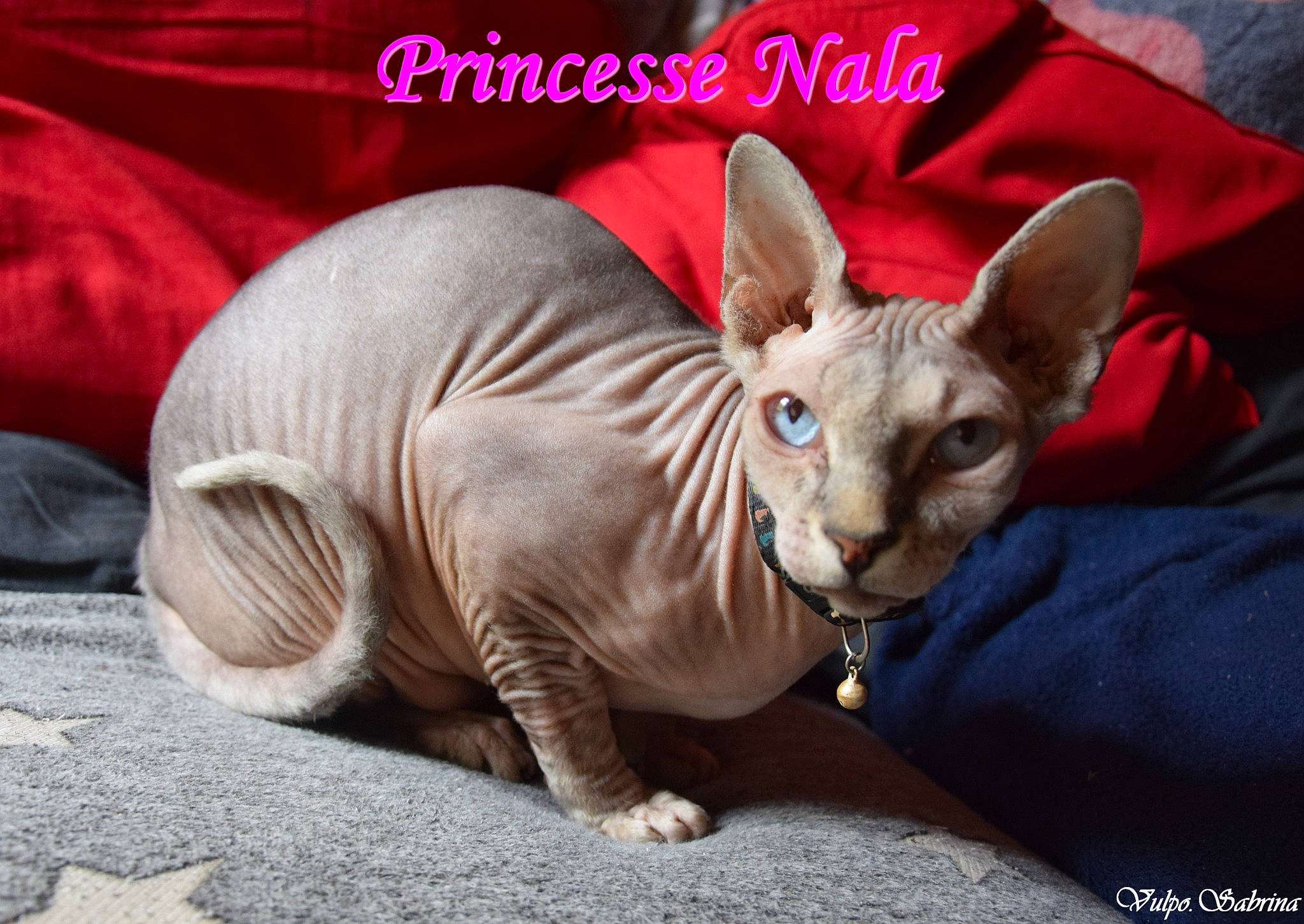 Princesse Nala