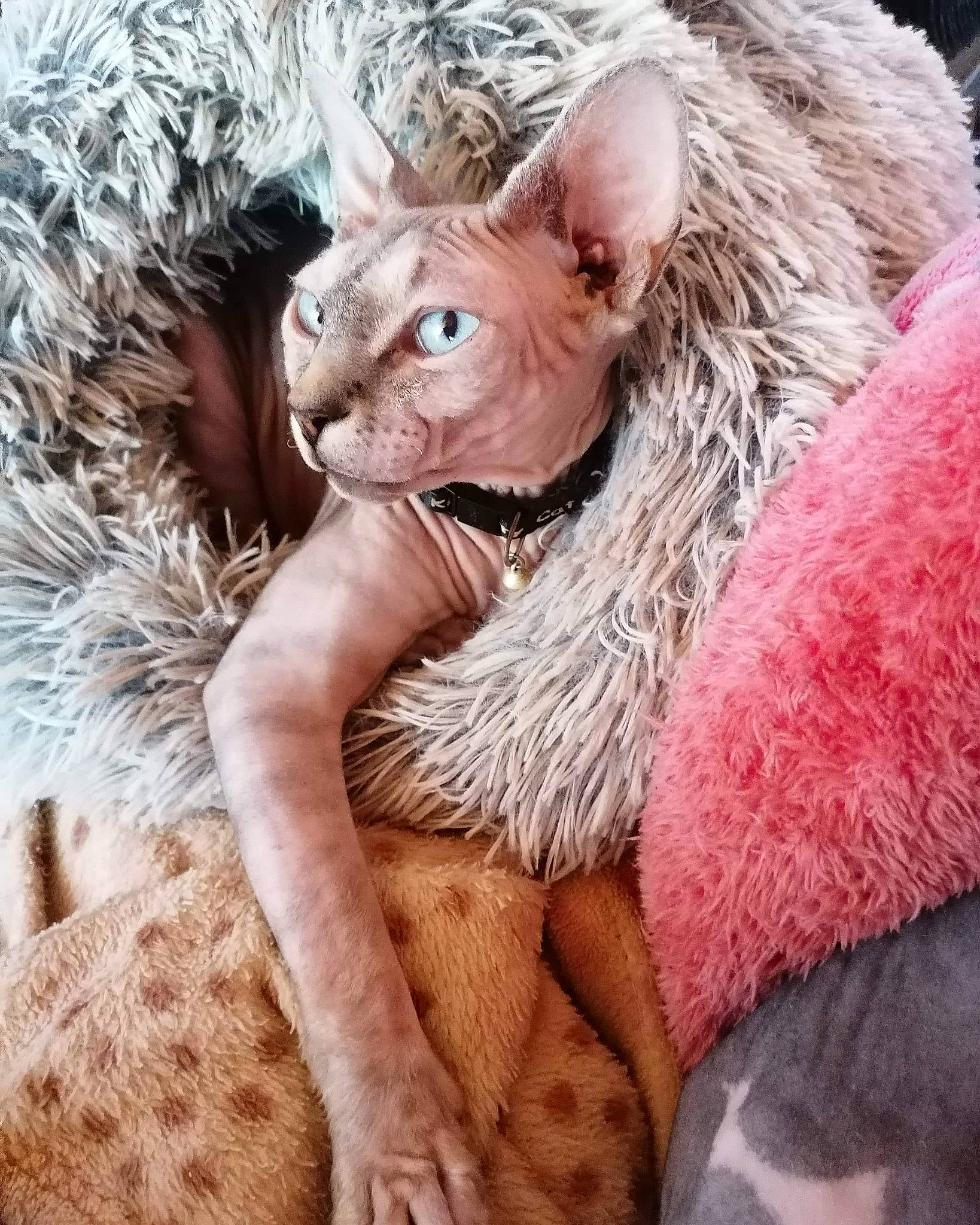 Princesse Nala participe au concours pour gagner de l'argent avec cette photo : carnivore, cat, cornish_rex, devon_rex, ear, fawn, felidae, fur, kitten, mammal, organism, small_to_medium_sized_cats, snout, sphynx, whiskers