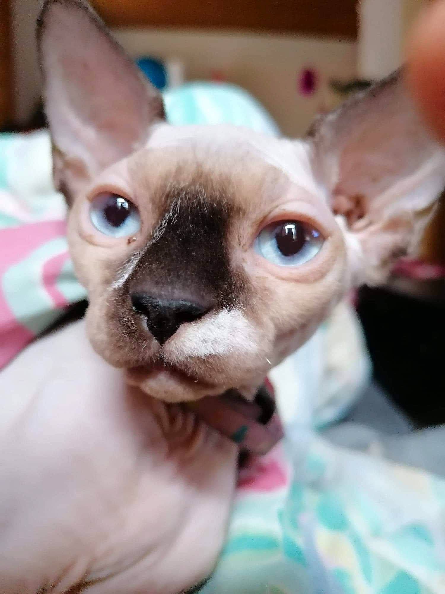 Roxy a rejoint le concours — aidez-le/la à gagner de superbes lots ! carnivore, cat, cornish_rex, devon_rex, donskoy, ear, fawn, felidae, kitten, mammal, oriental_shorthair, peterbald, rex_cat, small_to_medium_sized_cats, snout, sphynx, ukrainian_levkoy, vertebrate, whiskers