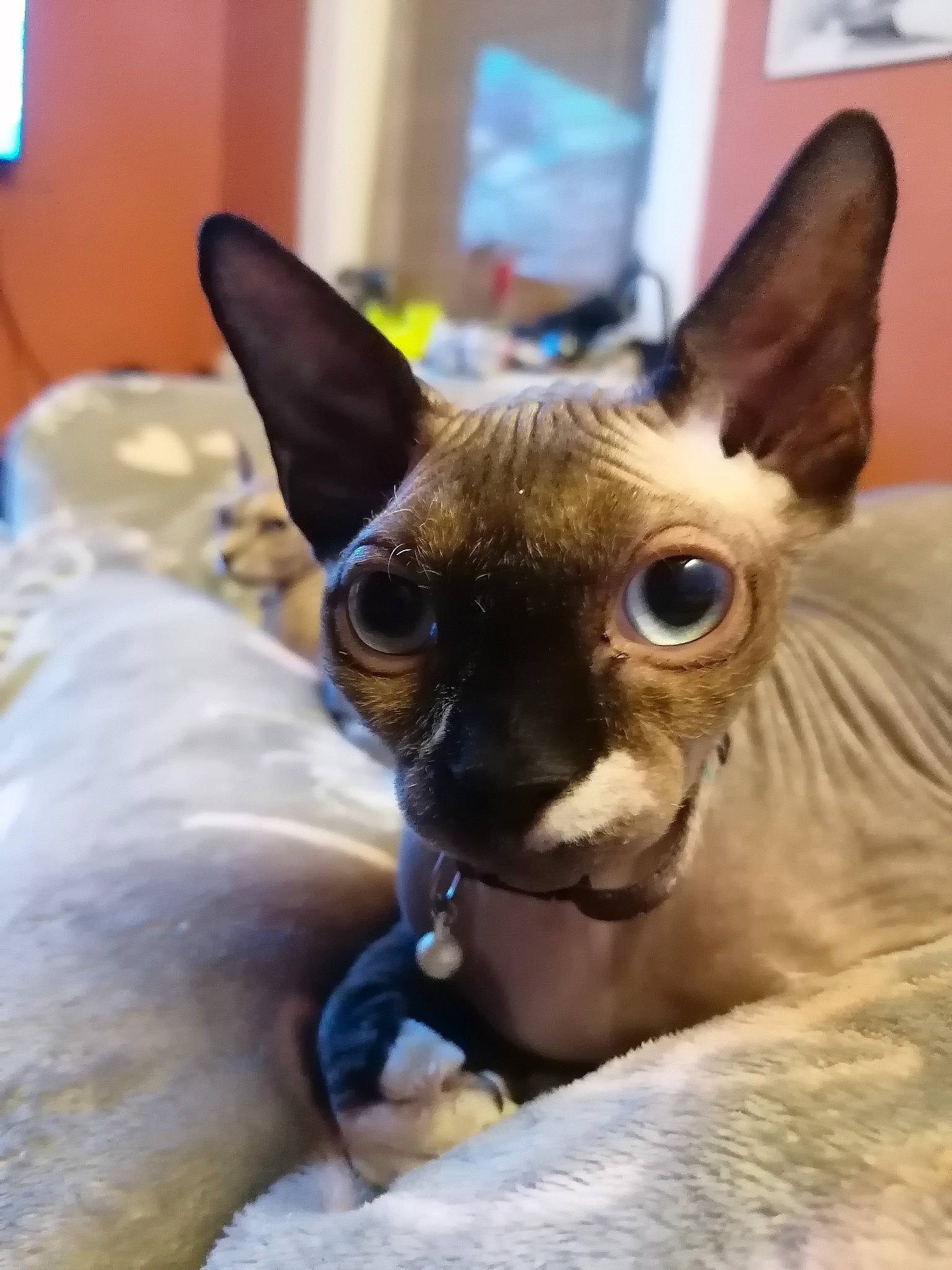 Roxy participe au concours pour gagner de l'argent avec cette photo : carnivore, cat, cornish_rex, devon_rex, donskoy, fawn, felidae, javanese, mammal, oriental_longhair, oriental_shorthair, peterbald, rex_cat, small_to_medium_sized_cats, snout, sphynx, vertebrate, whiskers