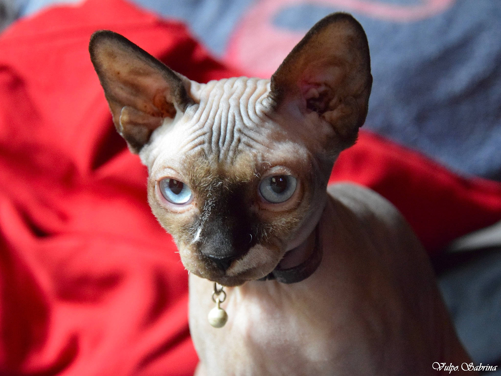 Roxy a rejoint le concours — aidez-le/la à gagner de superbes lots ! carnivore, cat, cornish_rex, devon_rex, donskoy, ear, felidae, kitten, mammal, peterbald, rex_cat, small_to_medium_sized_cats, snout, sphynx, ukrainian_levkoy, vertebrate, whiskers