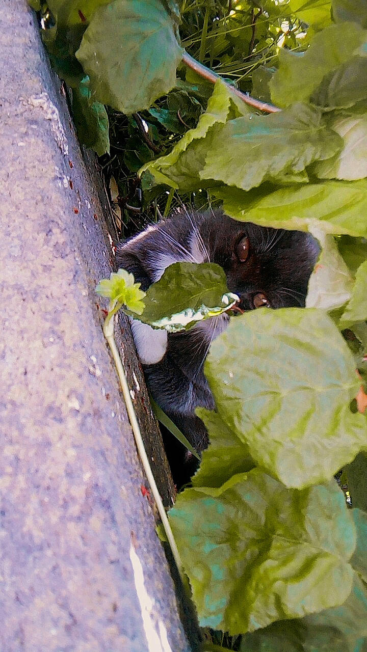 Minette a rejoint le concours — aidez-le/la à gagner de superbes lots ! annual_plant, beak, brassicales, cabbage, cruciferous_vegetables, flowering_plant, grass, herb, insect, leaf, leaf_vegetable, plant, plant_pathology, plant_stem, pollinator, produce, spring_greens, terrestrial_plant, vegetable, wild_cabbage