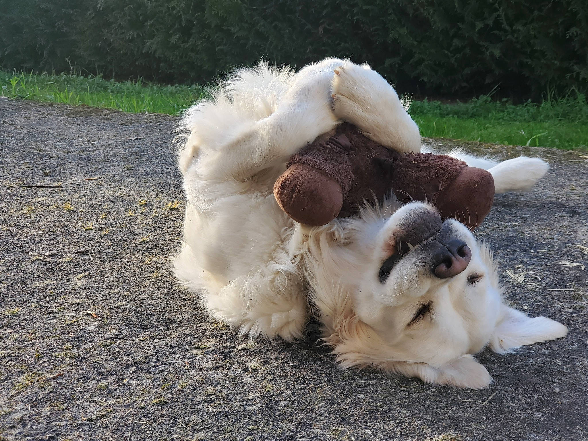 Plouf participe au concours pour gagner de l'argent avec cette photo : canidae, carnivore, claw, companion_dog, dog, dog_breed, fawn, fur, grass, livestock_guardian_dog, paw, plant, polish_tatra_sheepdog, snout, sporting_group, tail, terrestrial_animal, toy_dog, whiskers, working_animal