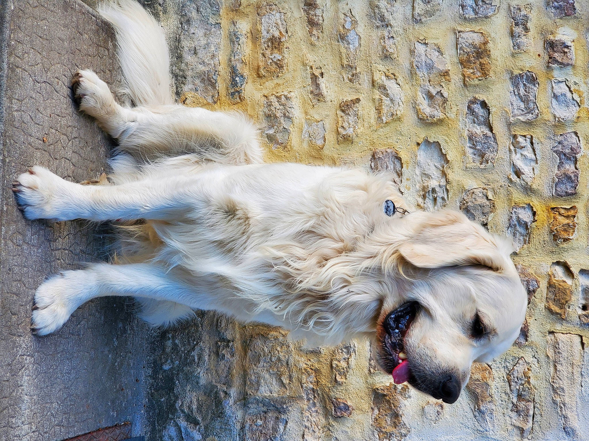 Plouf participe au concours pour gagner de l'argent avec cette photo : beak, bird, canidae, carnivore, claw, companion_dog, dog, dog_breed, dog_collar, fawn, fur, seabird, snout, sporting_group, street_dog, tail, water, wing, working_animal