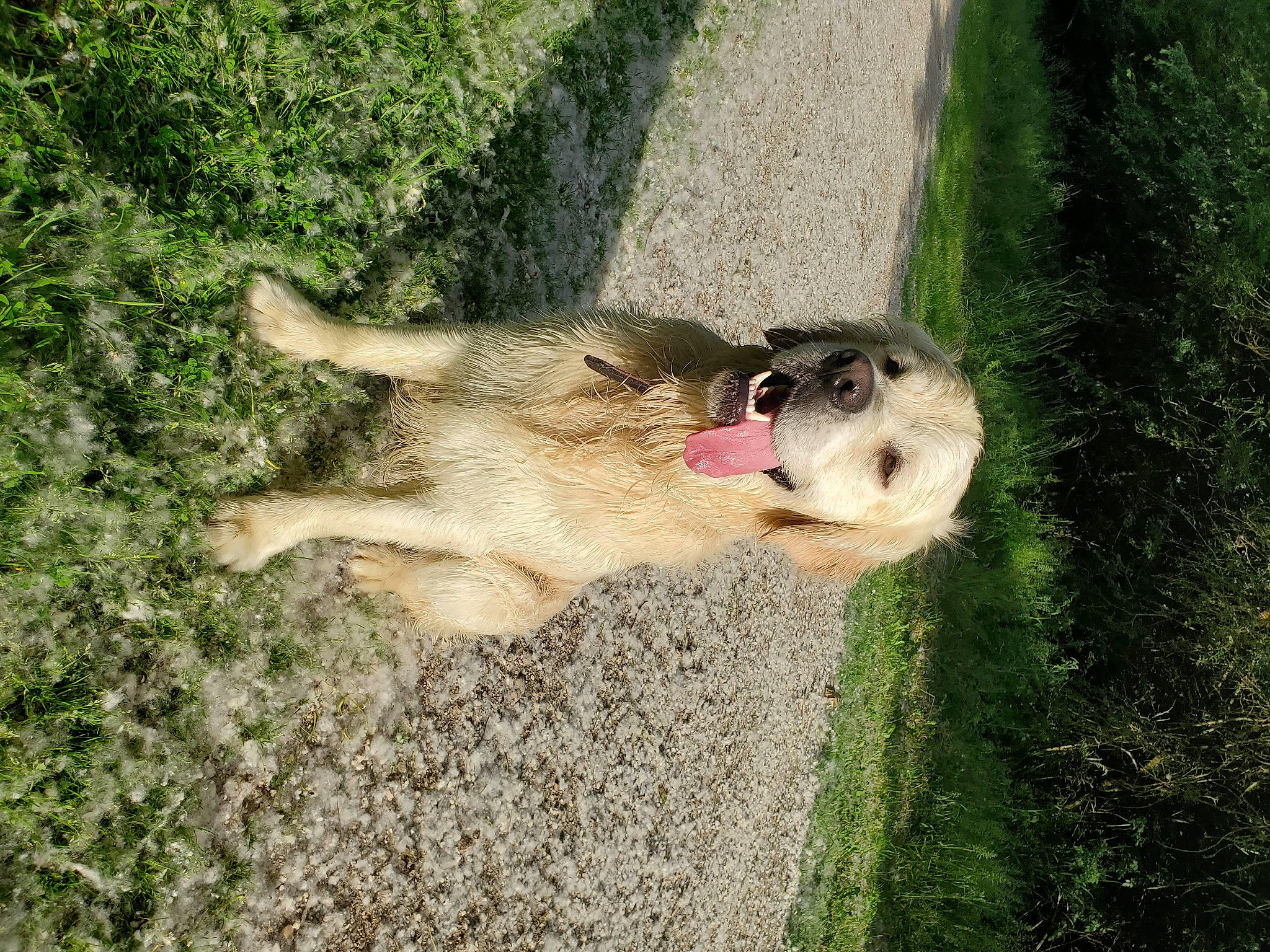 Plouf a rejoint le concours — aidez-le/la à gagner de superbes lots ! canidae, carnivore, companion_dog, dog, dog_breed, fawn, grass, herding_dog, livestock_guardian_dog, non_sporting_group, plant, snout, soil, sporting_group, street_dog, tail, tree, wildlife, working_animal, working_dog