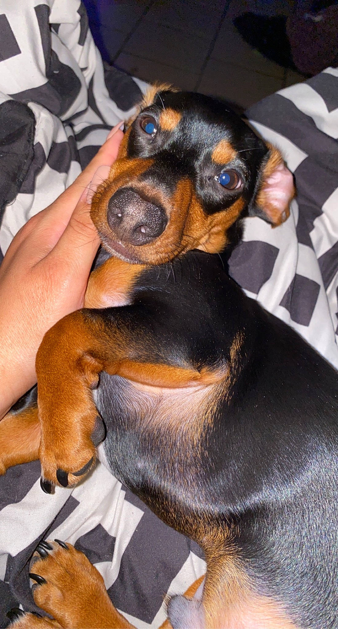 Kobe is registered to the contest to win money with this photo: canidae, carnivore, comfort, companion_dog, dog, dog_breed, fawn, guard_dog, hound, hunting_dog, montenegrin_mountain_hound, paw, puppy, snout, sporting_group, terrestrial_animal, toy_dog, whiskers, working_animal, working_dog