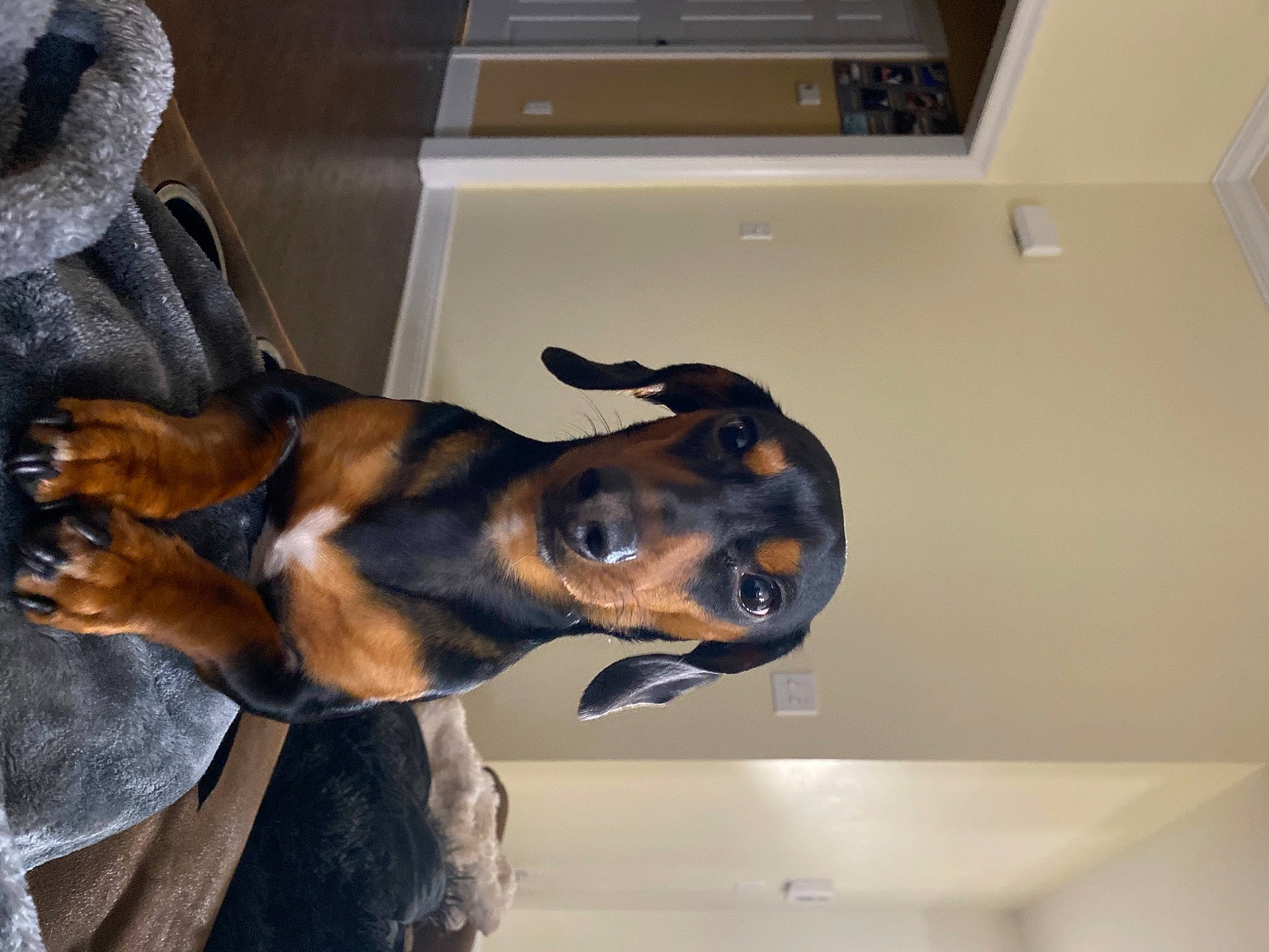 Kobe is registered to the contest to win money with this photo: biting, canidae, carnivore, companion_dog, dog, dog_breed, ear, fawn, guard_dog, hound, hunting_dog, liver, pinscher, puppy, scent_hound, sporting_group, terrestrial_animal, whiskers, working_animal, working_dog