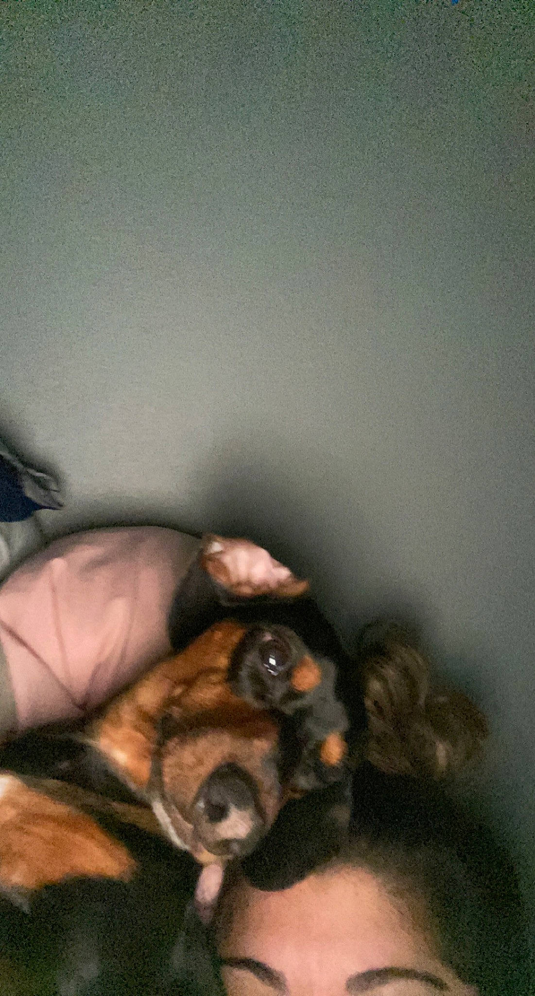 Kobe joined the competition — help win amazing prizes! canidae, carnivore, comfort, companion_dog, dog, dog_breed, eye, eyelash, fawn, gesture, goggles, hand, nail, paw, snout, sunglasses, toy_dog, whiskers, working_animal, wrist