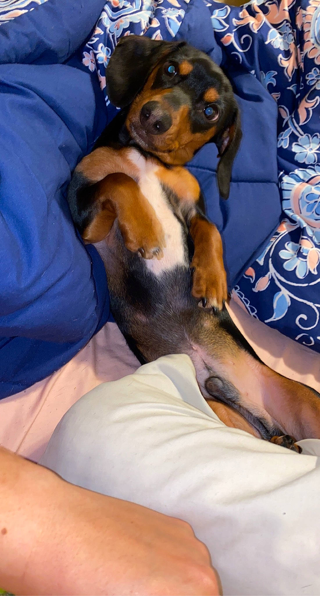 Kobe is registered to the contest to win money with this photo: canidae, carnivore, comfort, companion_dog, dog, dog_breed, fawn, fur, hound, human_leg, scent_hound, sitting, snout, sporting_group, working_animal, working_dog