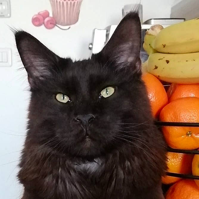 Ramses a rejoint le concours — aidez-le/la à gagner de superbes lots ! banana, black_cat, bombay, calabaza, carnivore, cat, comfort, cucurbita, felidae, gourd, grapefruit, matoke, natural_foods, orange, pumpkin, saba_banana, small_to_medium_sized_cats, snout, whiskers, winter_squash