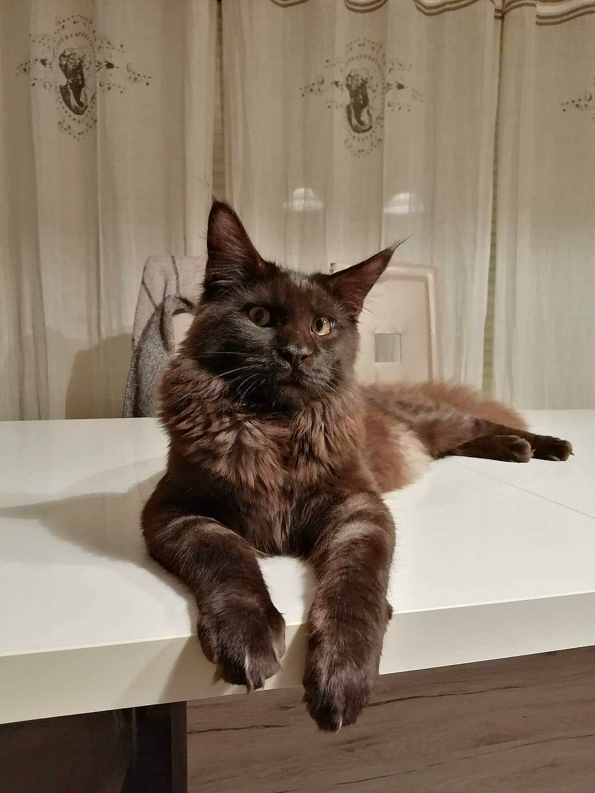 Ramses participe au concours pour gagner de l'argent avec cette photo : black_cat, carnivore, cat, claw, comfort, curtain, domestic_short_haired_cat, felidae, floor, flooring, fur, grey, paw, room, small_to_medium_sized_cats, snout, tail, tree, whiskers, wood