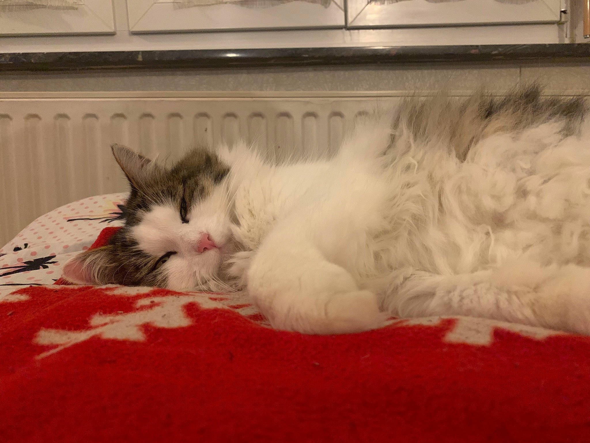 Myllie participe au concours pour gagner de l'argent avec cette photo : bed, bed_sheet, bedding, carmine, carnivore, carpet, cat, claw, comfort, domestic_short_haired_cat, felidae, flooring, fur, linens, nap, paw, room, small_to_medium_sized_cats, tail, whiskers