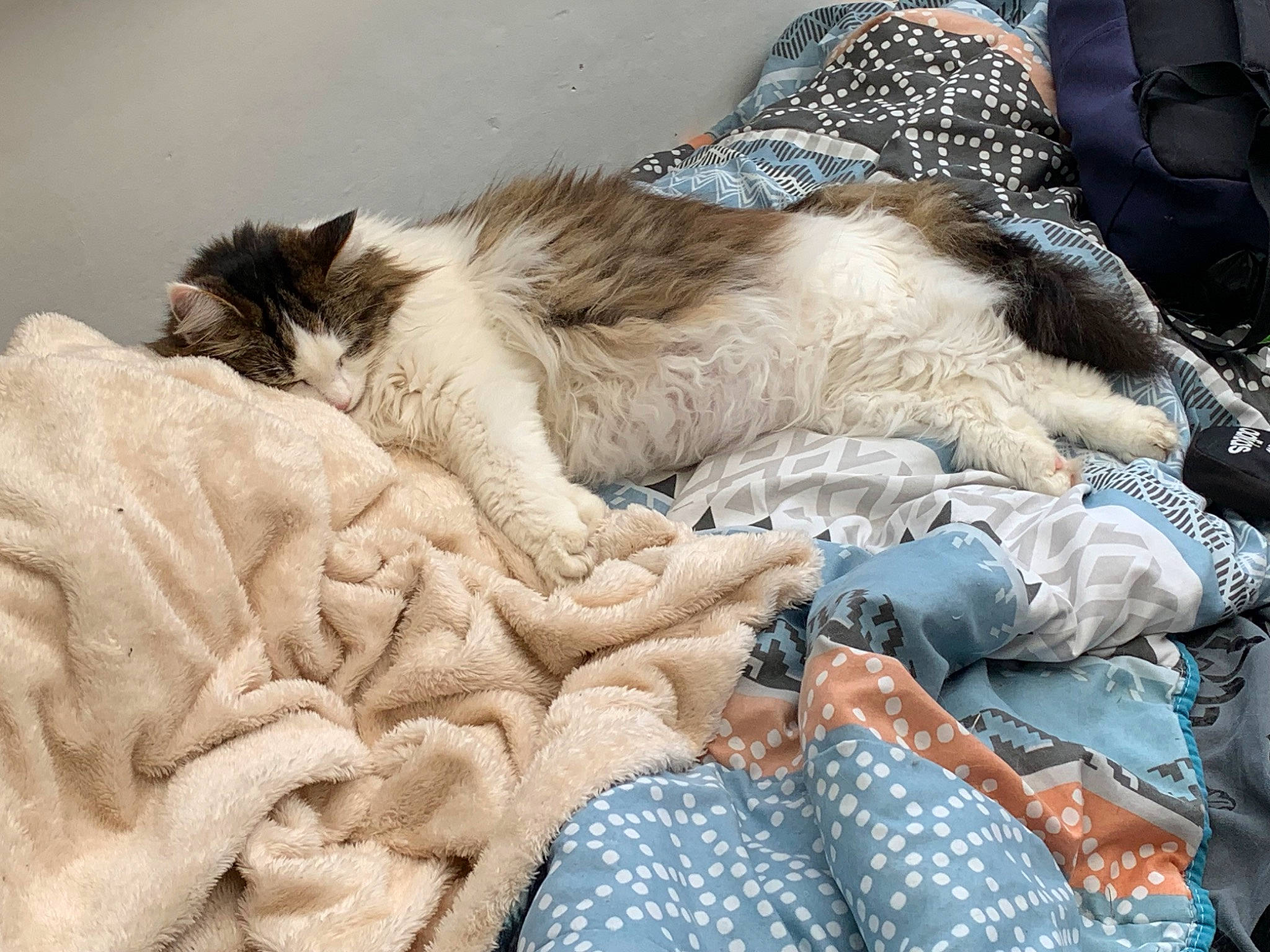 Myllie a rejoint le concours — aidez-le/la à gagner de superbes lots ! bed_sheet, bedding, blanket, canidae, claw, comfort, companion_dog, dog_breed, felidae, fur, linens, nap, pattern, paw, sleep, small_to_medium_sized_cats, sporting_group, textile, whiskers