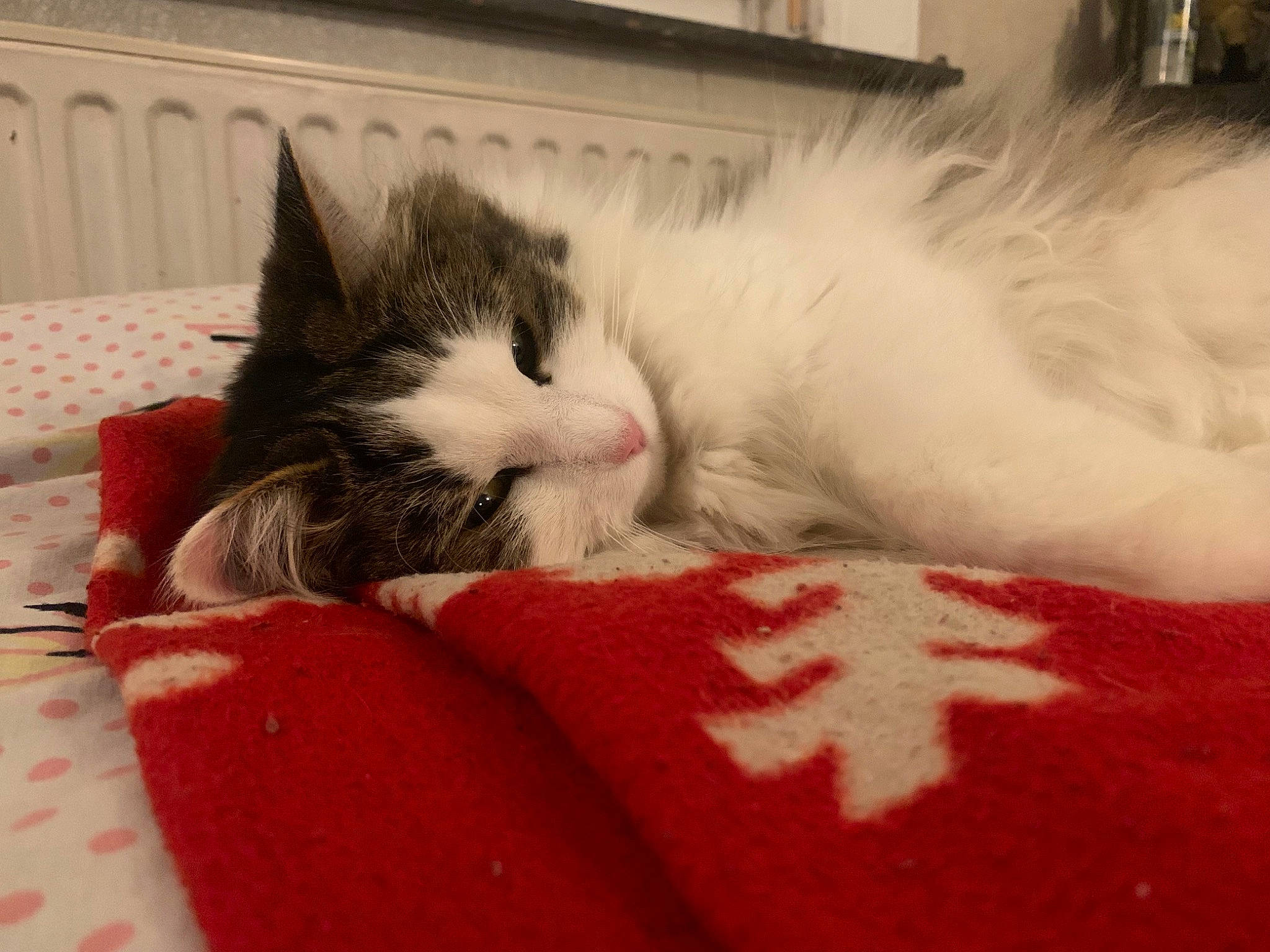 Myllie a rejoint le concours — aidez-le/la à gagner de superbes lots ! bed_sheet, bedding, carmine, carnivore, cat, claw, comfort, domestic_short_haired_cat, felidae, fur, linens, nap, paw, sleep, small_to_medium_sized_cats, snout, tail, thread, whiskers, window