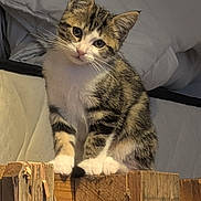 Buzz participe au concours pour gagner de l'argent avec cette photo : animal, bed, bedroom, blanket, cat, cozy, cute, ears, eyes, fluffy, indoors, kitten, pet, portrait, sitting, tabby, whiskers, white_paws, wood, wooden_ledge