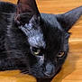 Angel a rejoint le concours — aidez-le/la à gagner de superbes lots ! black_cat, cat, close_up, pet, animal, feline, whiskers, ears, yellow_eyes, floor, wooden_floor, indoor, fur, mood, resting, portrait, domestic_cat, cute, laying_down, animal_face