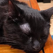 Angel a rejoint le concours — aidez-le/la à gagner de superbes lots ! cat, black_cat, sleeping, close_up, fur, whiskers, wooden_surface, pet, animal, resting, indoor, calm, serene, cute, mammal, feline, sleep, relaxation, domestic_cat, peaceful