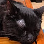 cat, black_cat, sleeping, close_up, fur, whiskers, wooden_surface, pet, animal, resting, indoor, calm, serene, cute, mammal, feline, sleep, relaxation, domestic_cat, peaceful