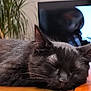 Angel participe au concours pour gagner de l'argent avec cette photo : black_cat, sleeping, indoor, wooden_surface, whiskers, pet, cozy, relaxed, feline, fur, close_up, resting, animal, houseplant, television, blurred_background, domestic, quiet, calm, nap
