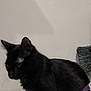 black_cat, cat, animal, pet, fur, whiskers, ear, side_view, indoor, feline, mammal, domestic_animal, cute, portrait, looking_away, texture, wall, gray, soft, closeup