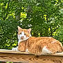 Leche is registered to the contest to win money with this photo: cat, orange_cat, white_cat, wooden_railing, outdoor, nature, trees, greenery, pet, feline, animal, relaxing, resting, daylight, fur, whiskers, ears, eyes, wood, calm