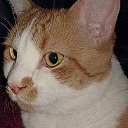Leche is registered to the contest to win money with this photo: cat, close_up, ginger_cat, white_fur, golden_eyes, whiskers, pet, animal, fur, portrait, indoor, mammal, cute, face, ears, nose, alert, domestic_cat, feline, looking_away