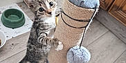 Nala joined the competition — help win amazing prizes! kitten, cat, scratching_post, pet, indoor, flooring, wood_floor, toy, playful, young_animal, fur, whiskers, claws, curious, domestic, animal, cabinet, bowl, feeding_area, home