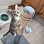 kitten, cat, scratching_post, pet, indoor, flooring, wood_floor, toy, playful, young_animal, fur, whiskers, claws, curious, domestic, animal, cabinet, bowl, feeding_area, home