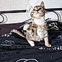 Nala is registered to the contest to win money with this photo: kitten, cat, tabby, paw, blanket, bed, indoor, feline, cute, pet, animal, fur, whiskers, young, playful, resting, striped, small, cozy, home