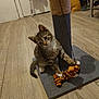 Nala is registered to the contest to win money with this photo: kitten, cat, tabby, playing, toy, scratching_post, floor, wooden_floor, indoor, pet, animal, cute, young, feline, curious, paws, striped, plush_toy, home, domestic