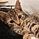 Nala
