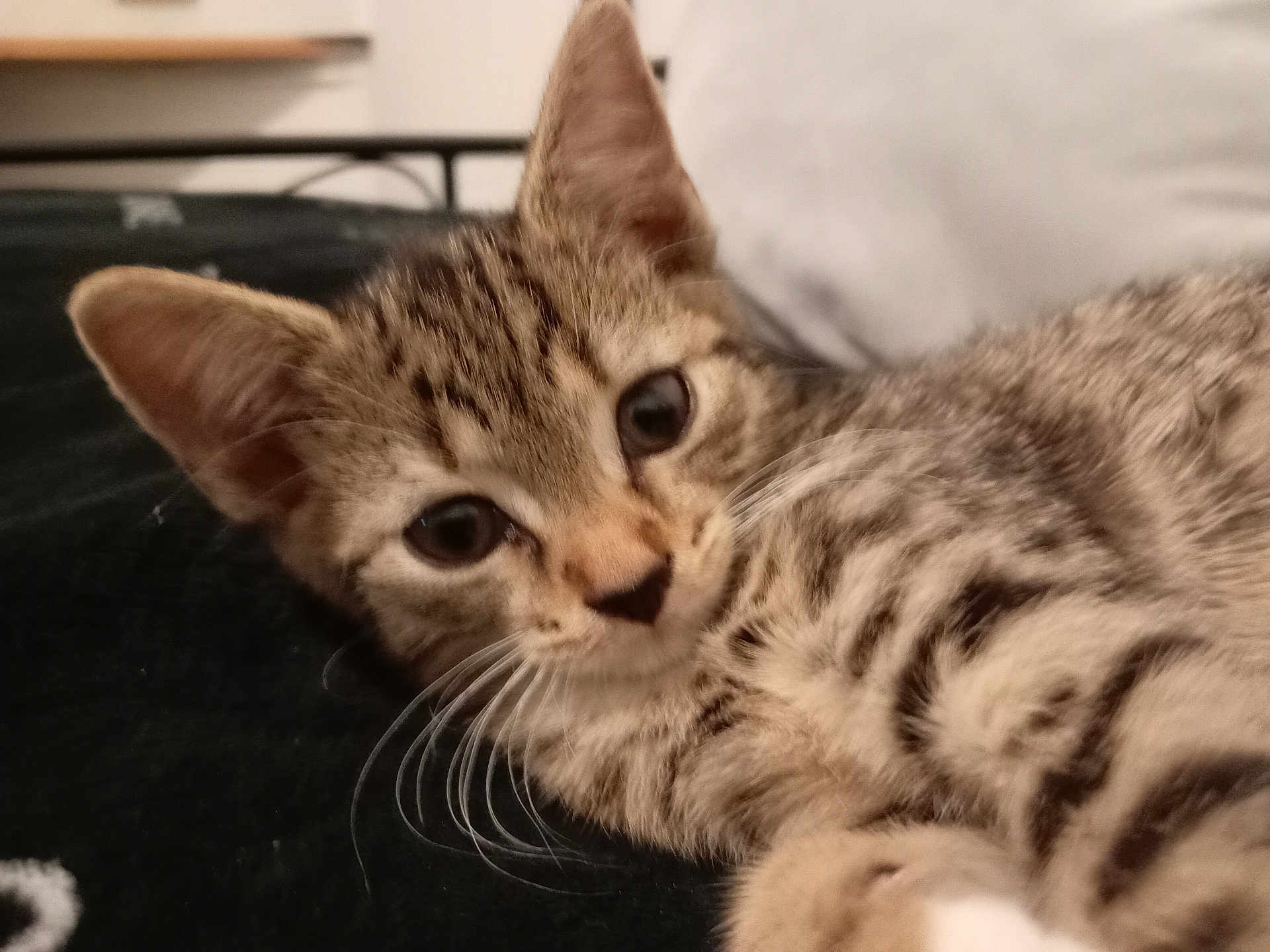 Nala joined the competition — help win amazing prizes! kitten, tabby, cat, close_up, pet, fur, whiskers, indoor, lying_down, curious, animal, young, cute, soft, ears, face, feline, domestic, resting, cozy