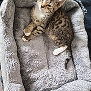 Nala is registered to the contest to win money with this photo: kitten, tabby, cat, pet_bed, fluffy, sleepy, paws, fur, animal, cute, indoor, resting, young, striped, white_paws, cozy, comfort, pet, small, feline