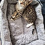 kitten, tabby, cat, pet_bed, fluffy, sleepy, paws, fur, animal, cute, indoor, resting, young, striped, white_paws, cozy, comfort, pet, small, feline