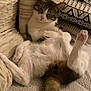 cat, feline, pet, relaxed, lounging, couch, pillows, indoor, cozy, fluffy, fur, whiskers, tail, sleepy, comfortable, home, domestic, resting, cute, animal