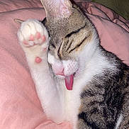 Kiki a rejoint le concours — aidez-le/la à gagner de superbes lots ! cat, tabby, tongue_out, paw, sleepy, grooming, pink_blanket, cozy, indoor, pet, feline, whiskers, ears, fur, resting, cute, close_up, comfort, animal, pink_paw_pads