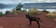 Nimo participe au concours pour gagner de l'argent avec cette photo : dog, brindle, collar, outdoor, lake, water, clouds, sky, hills, dirt_path, grass, shrubbery, nature, animal, pet, landscape, scenic, tongue_out, looking_back, daytime