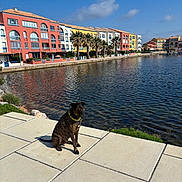 Nimo a rejoint le concours — aidez-le/la à gagner de superbes lots ! dog, brindle, collar, waterfront, tiles, water, reflection, buildings, colorful, sky, clouds, grass, outdoor, sunny, calm, sidewalk, urban, nature, daytime, peaceful