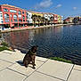 dog, brindle, collar, waterfront, tiles, water, reflection, buildings, colorful, sky, clouds, grass, outdoor, sunny, calm, sidewalk, urban, nature, daytime, peaceful