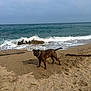 dog, beach, sand, ocean, waves, rock, collar, brindle, animal, water, shore, outdoor, pet, canine, nature, sky, cloudy, coast, mammal, landscape
