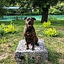 dog, brindle, sitting, stone_pedestal, grass, park, trees, bushes, river, water, nature, daylight, outdoor, animal, canine, happy, smiling, landscape, greenery, scenic