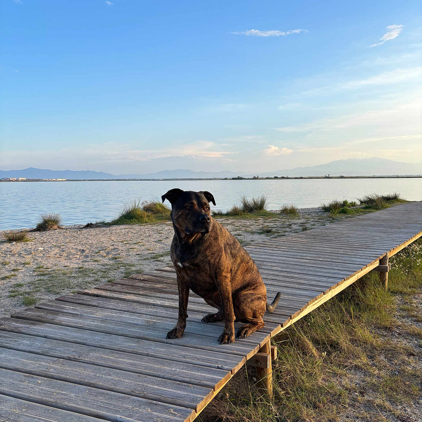 Nimo participe au concours pour gagner de l'argent avec cette photo : animal, boardwalk, brindle, calm, clouds, daytime, dog, grass, lake, landscape, mountains, nature, outdoor, pet, sand, scenic, sky, sunlight, water, wood